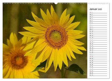CALVENDO Wandkalender Ein Jahr lang Sonnenblumen (Premium, hochwertiger DIN A2 Wandkalender 2023, Kunstdruck in Hochglanz)