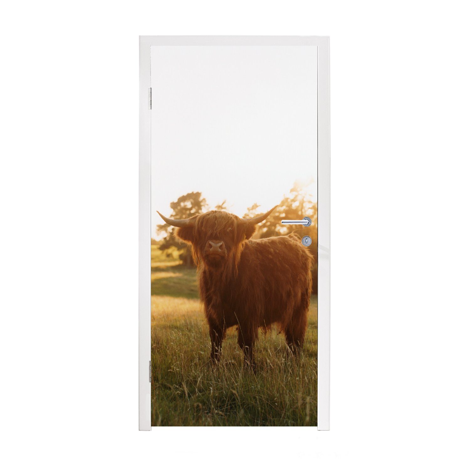 MuchoWow Türtapete Schottischer Hochländer - Gras - Sonne, Matt, bedruckt, (1 St), Fototapete für Tür, Türaufkleber, 75x205 cm
