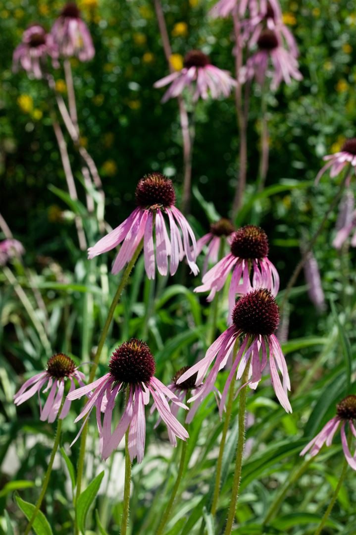 Pflanzen für Dich Staude Echinacea pallida, 1 St., Blasser Sonnenhut, Blassfarbiger Scheinsonnenhut