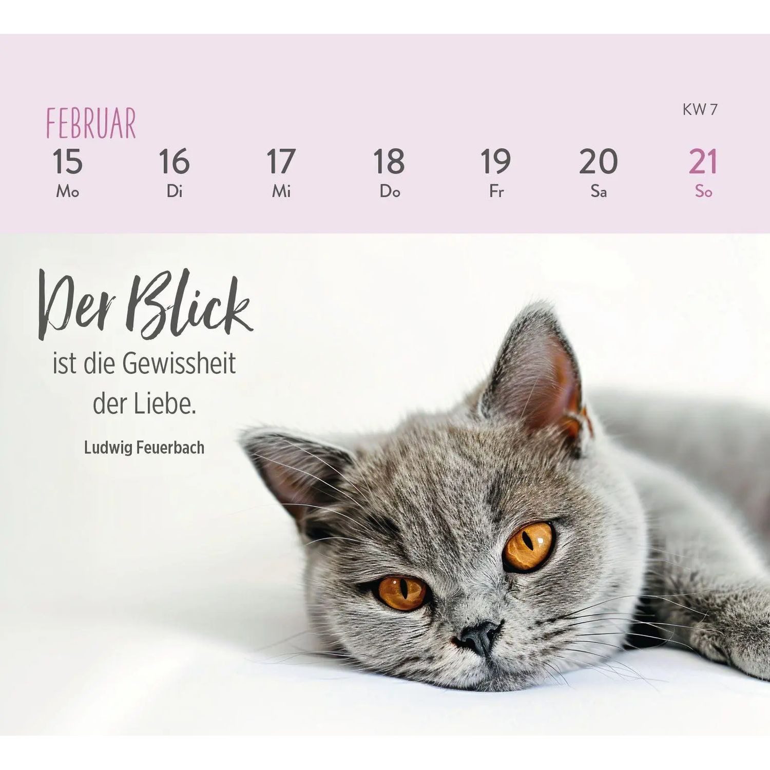 groh Verlag Schreibtischkalender Mini-Wochenkalender 2027: Für Katzenfreunde