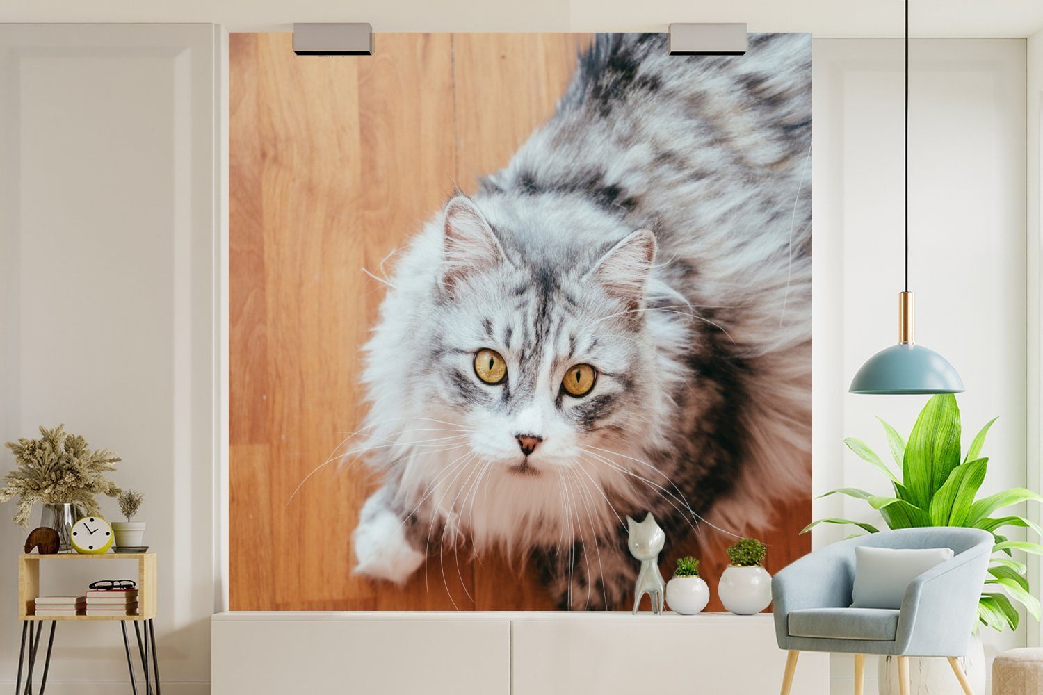 MuchoWow Fototapete Maine Coon Katze Matt, St), schaut oder Vinyl (5 Wandtapete Wohnzimmer bedruckt, auf, Schlafzimmer, für Tapete