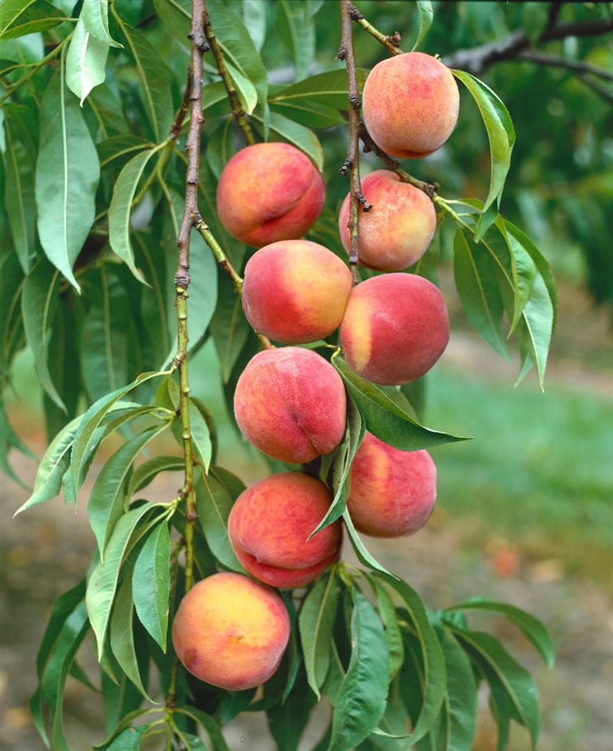 Pflanzen für Dich Obstpflanze Prunus persica Amsden, 1 St., Amsden-Pfirsich, Pfirsichbaum, frühreifend, saftig-süß