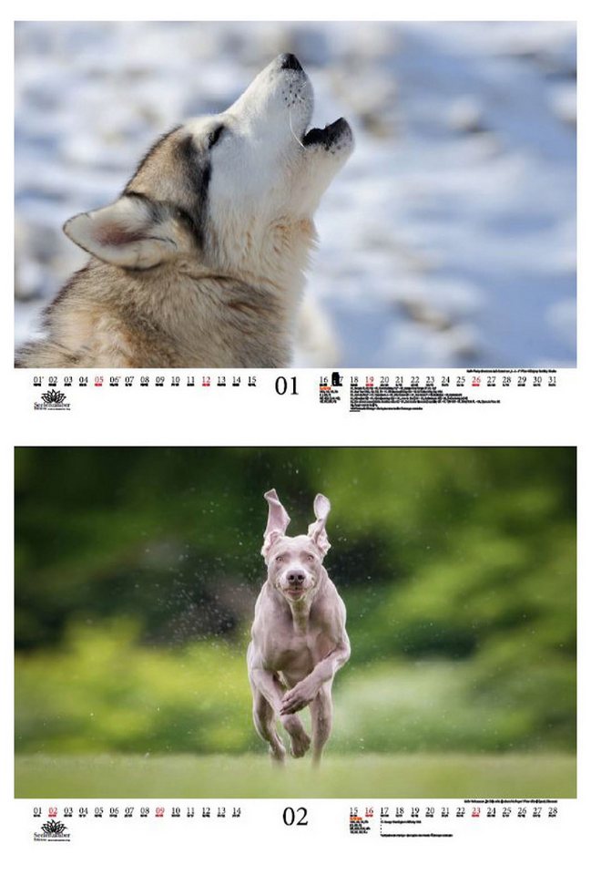 Thumbnail - Seelenzauber Wandkalender Tierzauber Lustige Hunde DIN A3 Kalender für 2025 Welpen