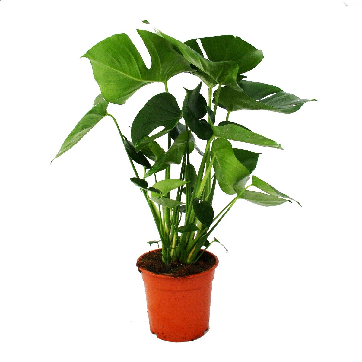 Exotenherz Zimmerpflanze Monstera deliciosa - Fensterblatt - 21cm Topf - ca günstig online kaufen