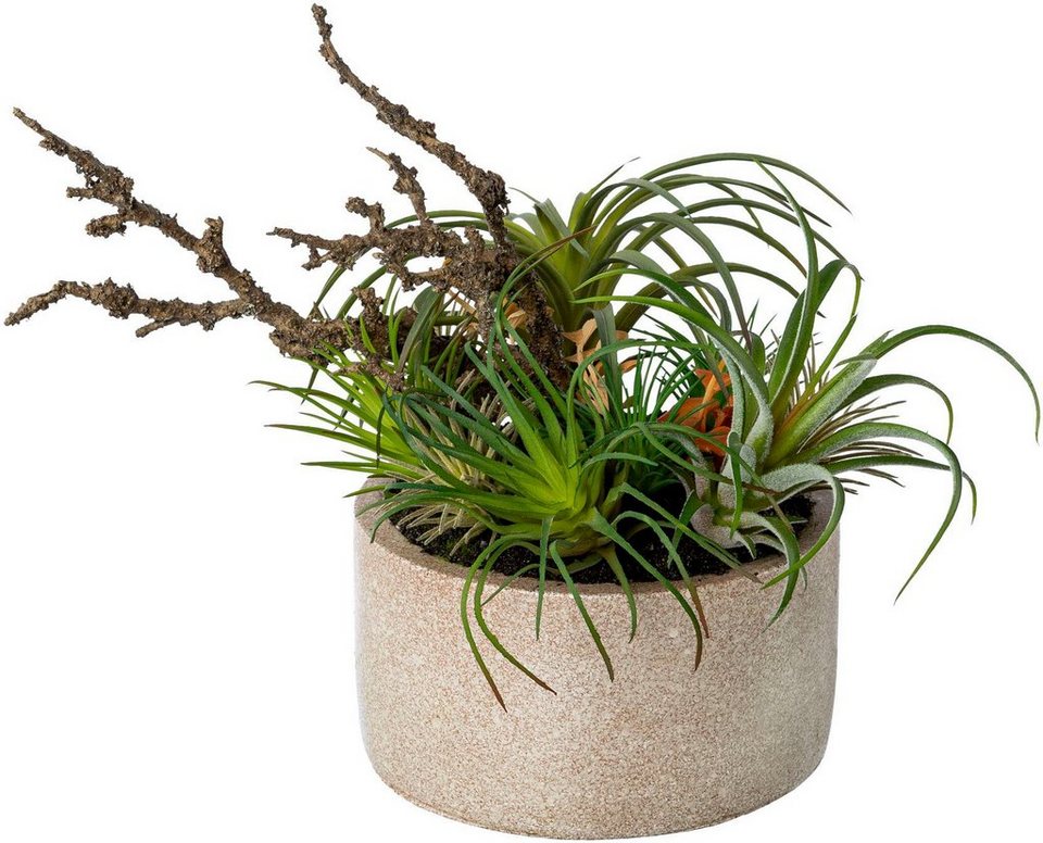 Künstliche Zimmerpflanze Tillandsien-Mix in Zementschale Sukkulente,  Creativ green, Höhe 26 cm