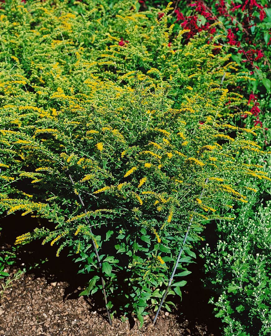 Pflanzen für Dich Staude Solidago rugosa Fireworks, 1 St., Rauhblatt-Goldrute, Goldrute