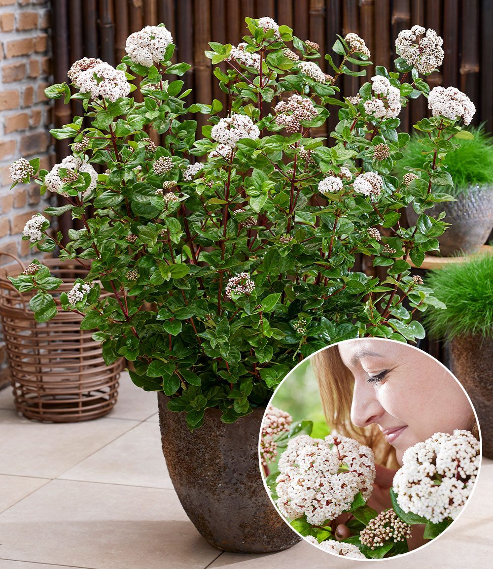 BALDUR Garten Zierstrauch Winterblüher Viburnum 'Rock 'n Rolla®', 1 St., Winterschneeball, immergrün,winterhart, mehrjährig,duftend
