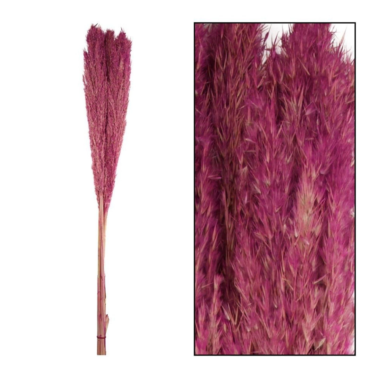 Trockenblume 3 Arundo donax - pink - Wild reed - Pfahlrohr 115 - cm Stück, DIJK plume
