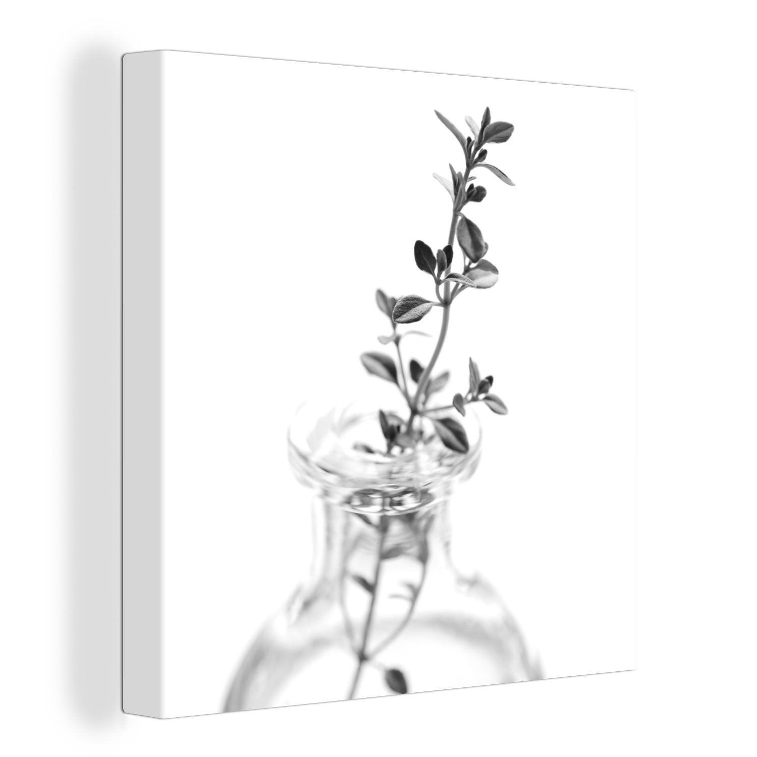 OneMillionCanvasses® Leinwandbild Oregano-Zweig in einer transparenten Vase vor einem einfachen, (1 St), Leinwand Bilder für Wohnzimmer Schlafzimmer