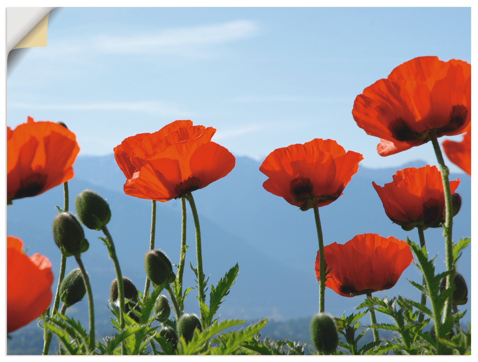 Artland Wandbild in Wandaufkleber Poster als Größen Leinwandbild, St), (1 Blumen Mohnblüten, oder versch. Alubild