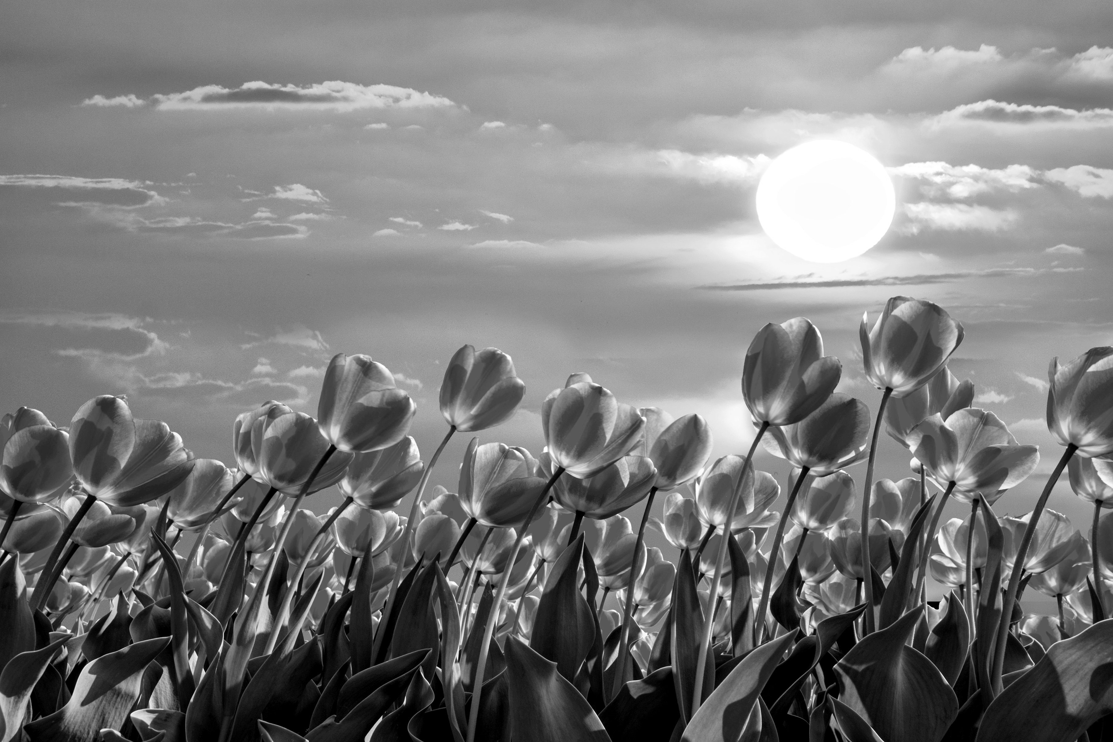& Schwarz Blumen Fototapete Weiß Papermoon