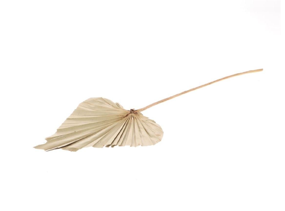Trockenblume Plamneblatt "Speer", groß, Breite ca. 20-25 cm, Länge ca. 45-60 cm Palmenwedel, NaDeco