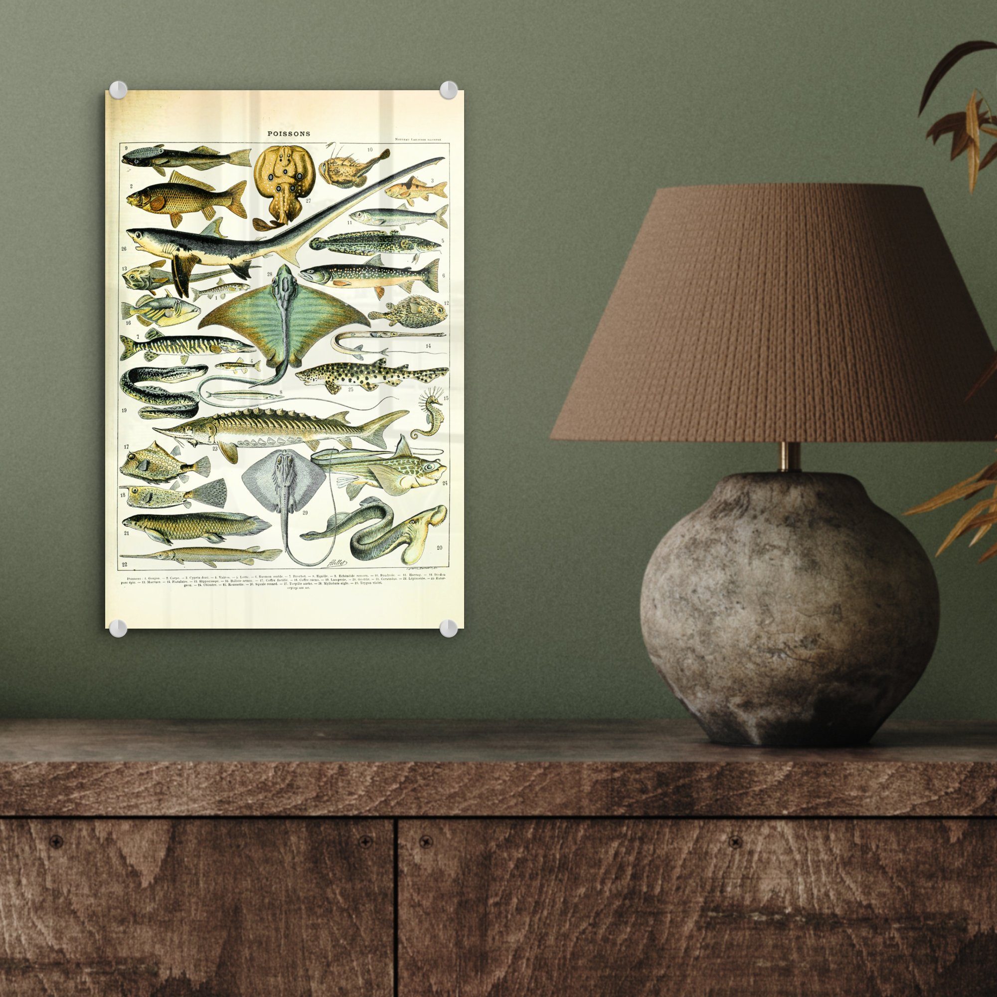 MuchoWow Acrylglasbild - (1 Foto - St), - Glas Wanddekoration auf Meerestiere Glasbilder - auf Glas - Wandbild Tiere, Fische Bilder