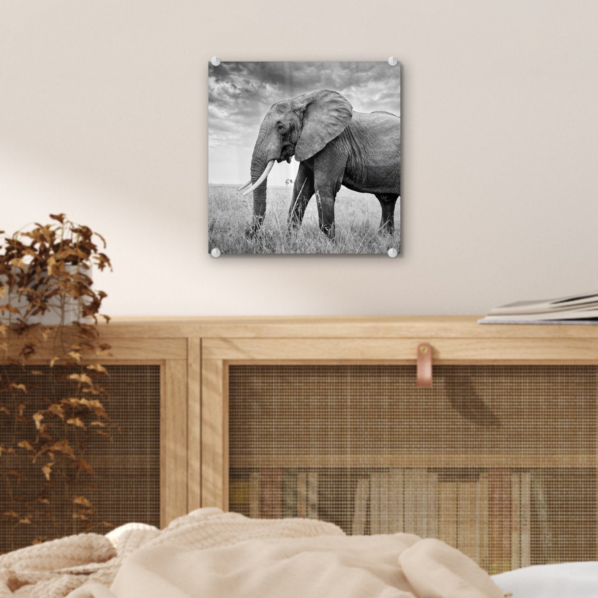 MuchoWow Acrylglasbild Elefant - Gras Wandbild (1 Glasbilder Bilder und - Tiere - Schwarz Wanddekoration - Foto - weiß, St), Glas auf Glas auf 