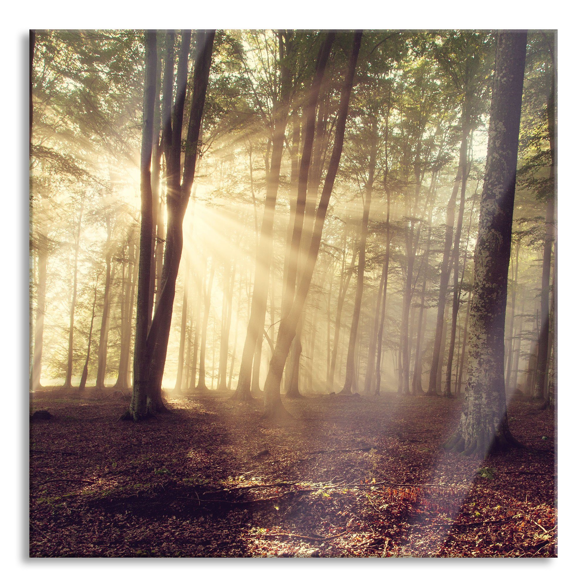 Pixxprint Glasbild Waldlichtung im Sonnenschein, Waldlichtung im Sonnenschein (1 St), Glasbild aus Echtglas, inkl. Aufhängungen und Abstandshalter