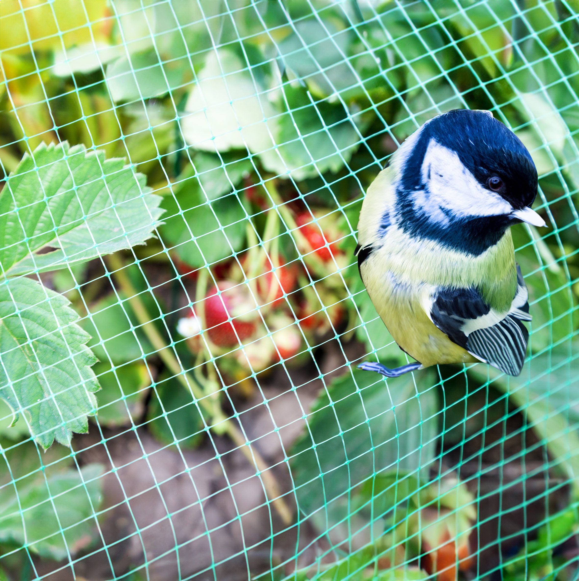 Spetebo Laubschutznetz Vogelschutznetz grün engmaschig 4er Set - 5 x 4 m (Set, 2-St., Vogelschutznetz), Pflanzenschutznetz Maschenweite 30 x 30 mm
