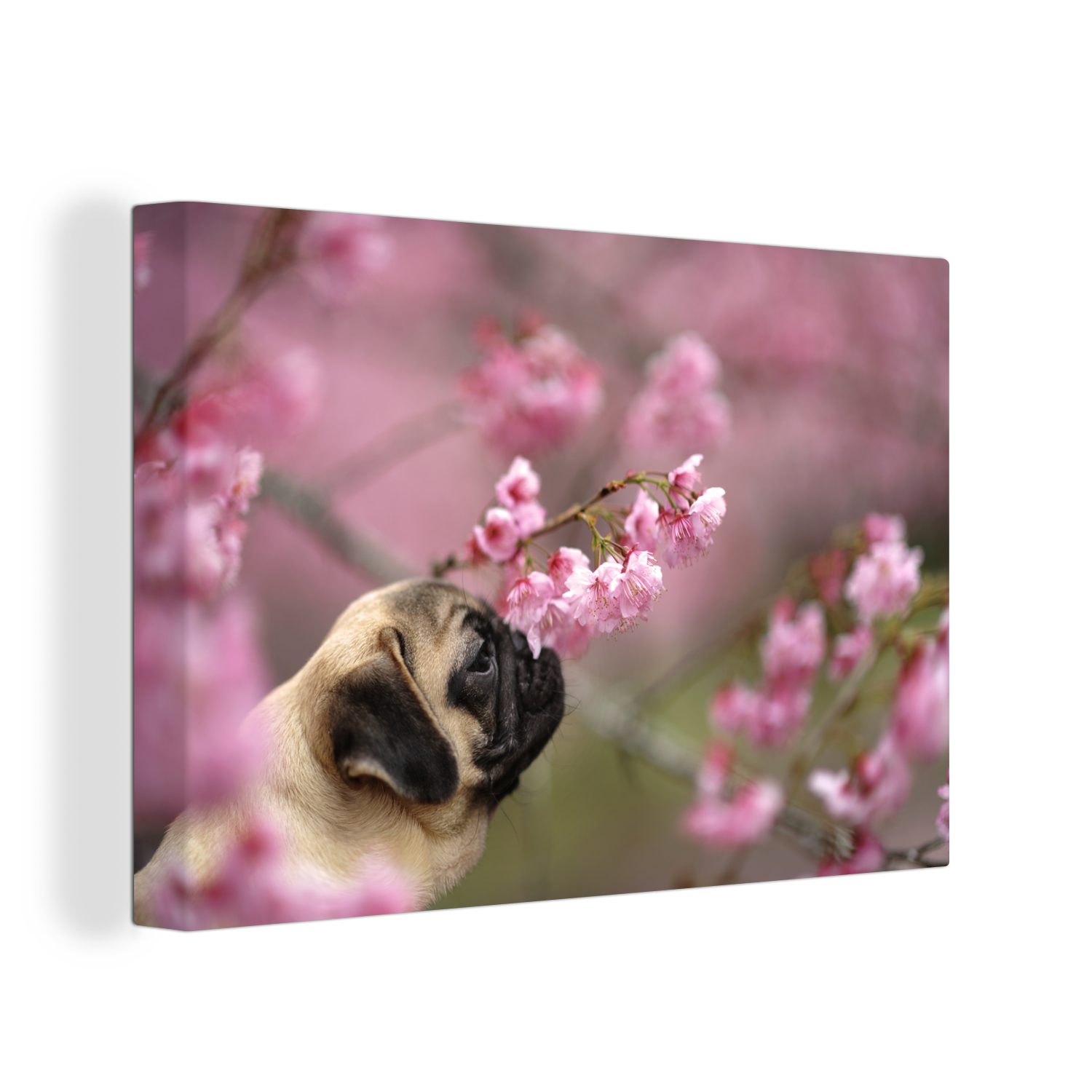 OneMillionCanvasses® Leinwandbild Sakura - Mops - Frühling, (1 St), Wandbild Leinwandbilder, Aufhängefertig, Wanddeko, 30x20 cm