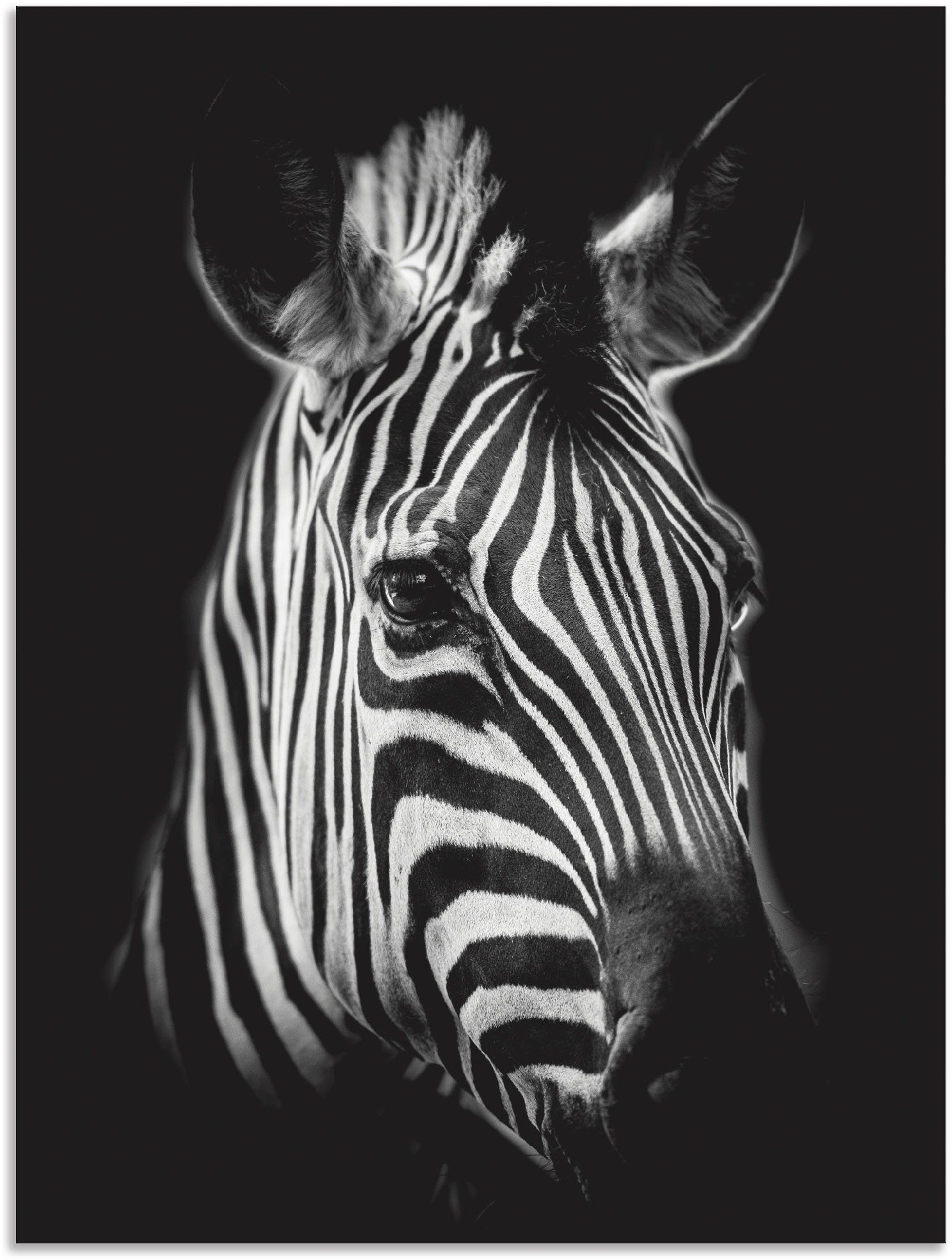 Artland Wandbild Zebra, Zebra Bilder (1 St), als Alubild, Outdoorbild, Leinwandbild, Poster, Wandaufkleber
