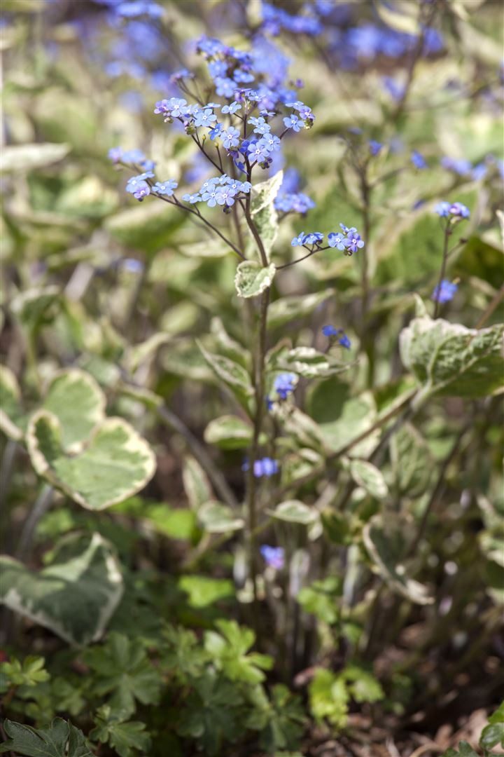 Pflanzen für Dich Staude Brunnera macrophylla Hadspen Cream, 1 St., Kaukasusvergissmeinnicht, Großblättriges Kaukasusvergissmeinnicht