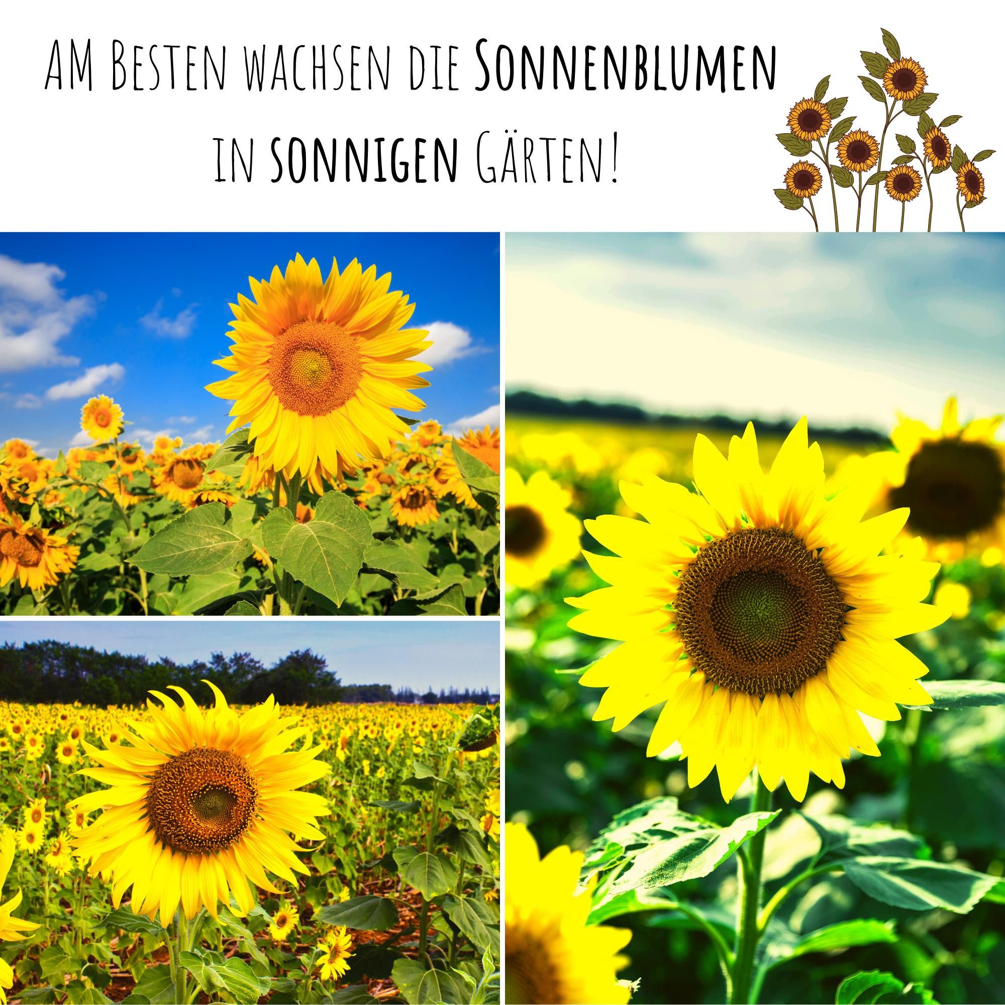 HappySeed Blumensamen Sonnenblumen Samen - Helianthus annuus (Sanfte Riesen), Sonnenblumen