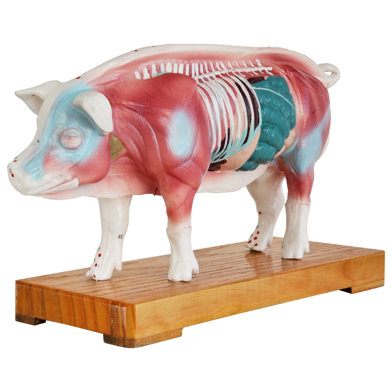 MedMod Dekoobjekt Akupunktur Anatomie TCM Modell Figur Schwein Muskelmodell Schwein
