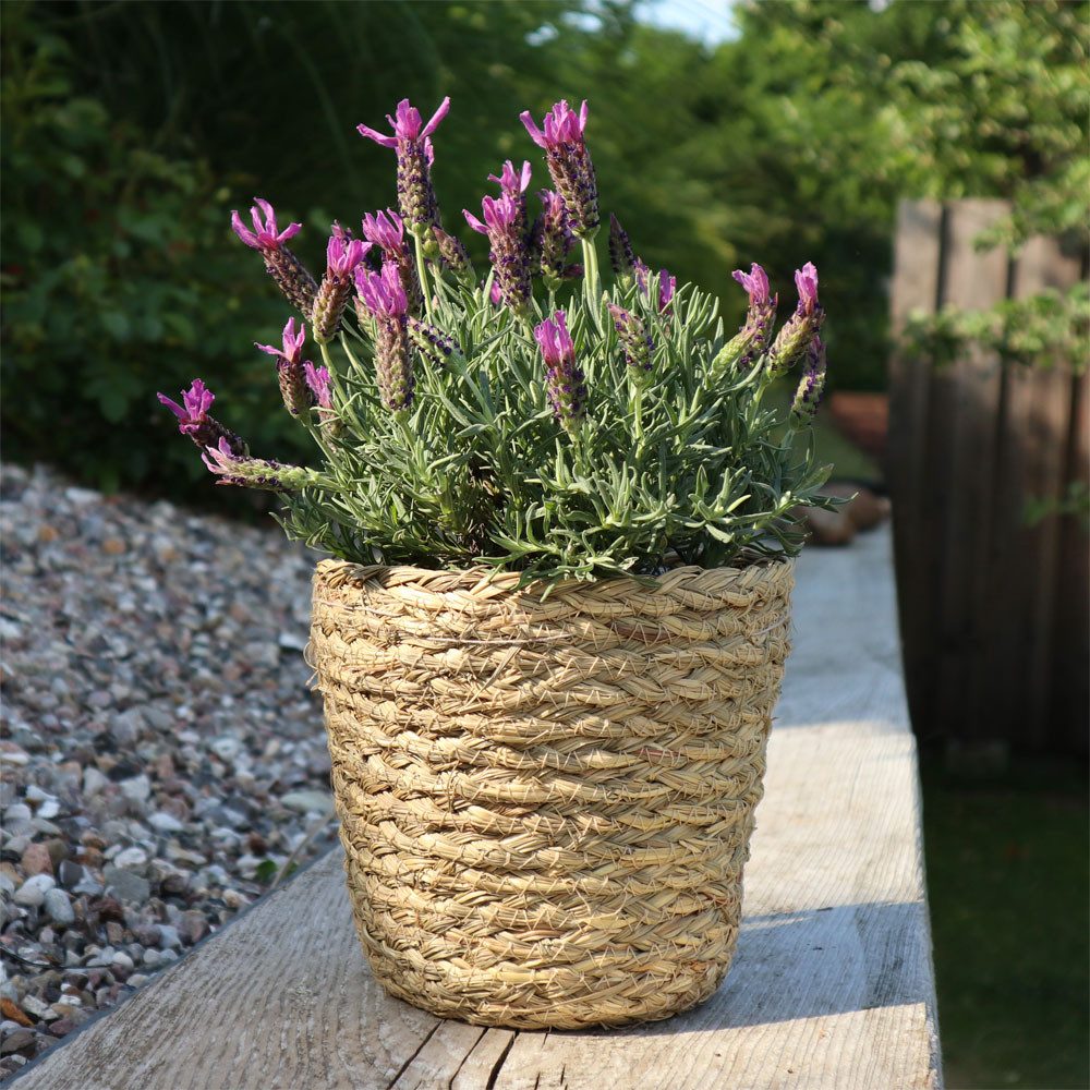 Posiwio Blumentopf 4tlg. Pflanzkorb SUNNY natur günstig online kaufen