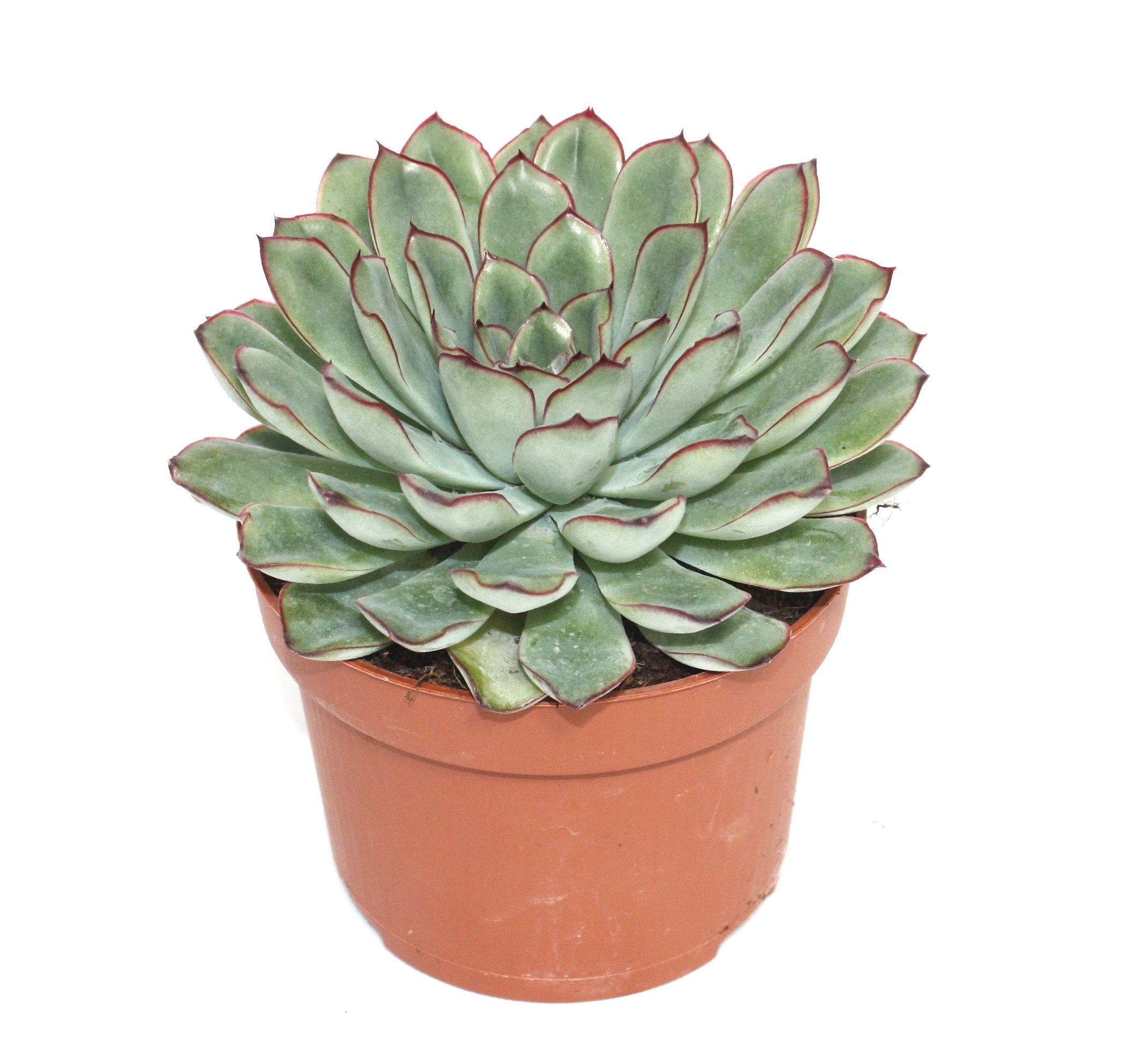 Exotenherz Kaktus Echeveria pulidonis - grosse Pflanze im 12cm Topf