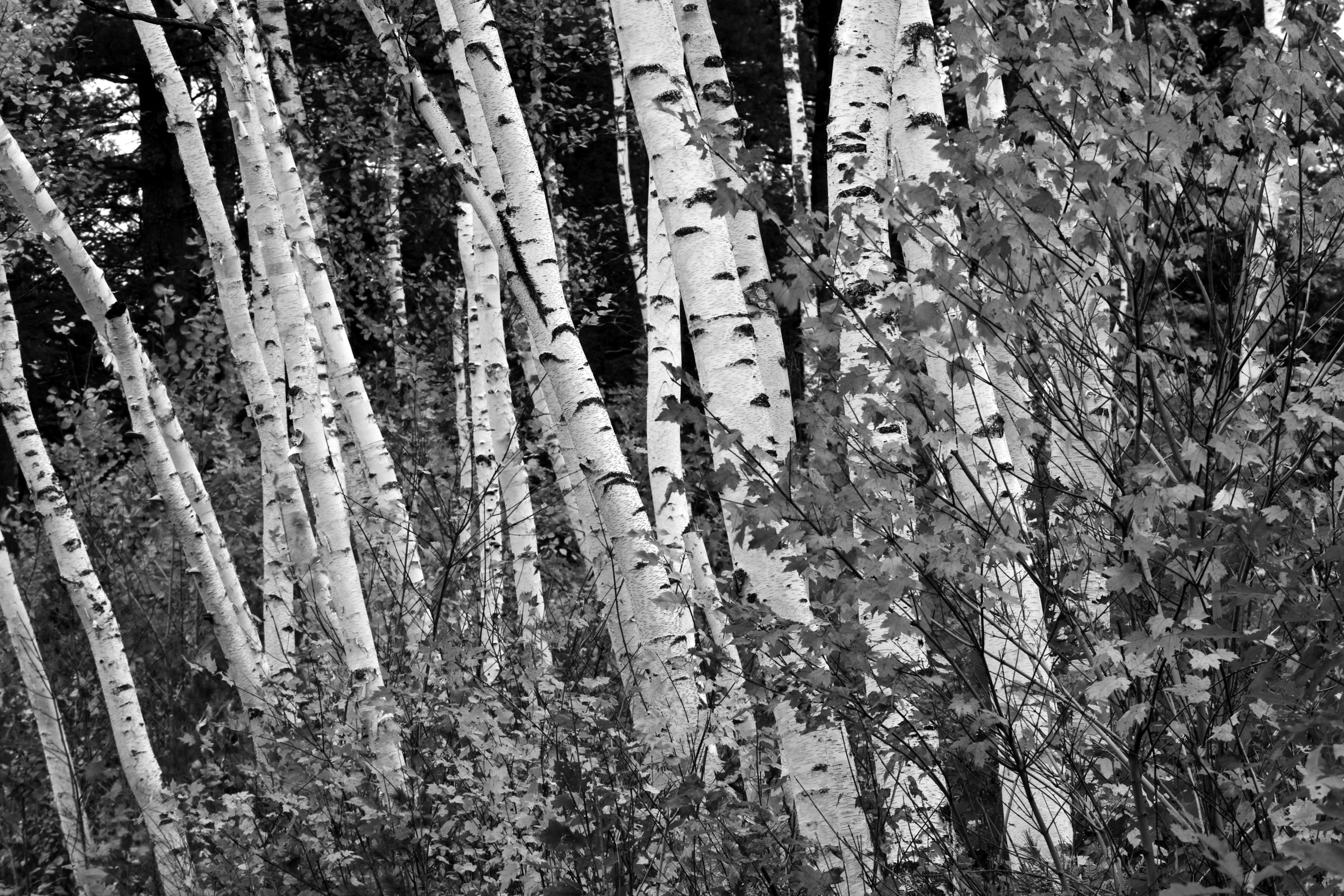 Papermoon Fototapete Birkenwald Schwarz & Weiß | Fototapeten