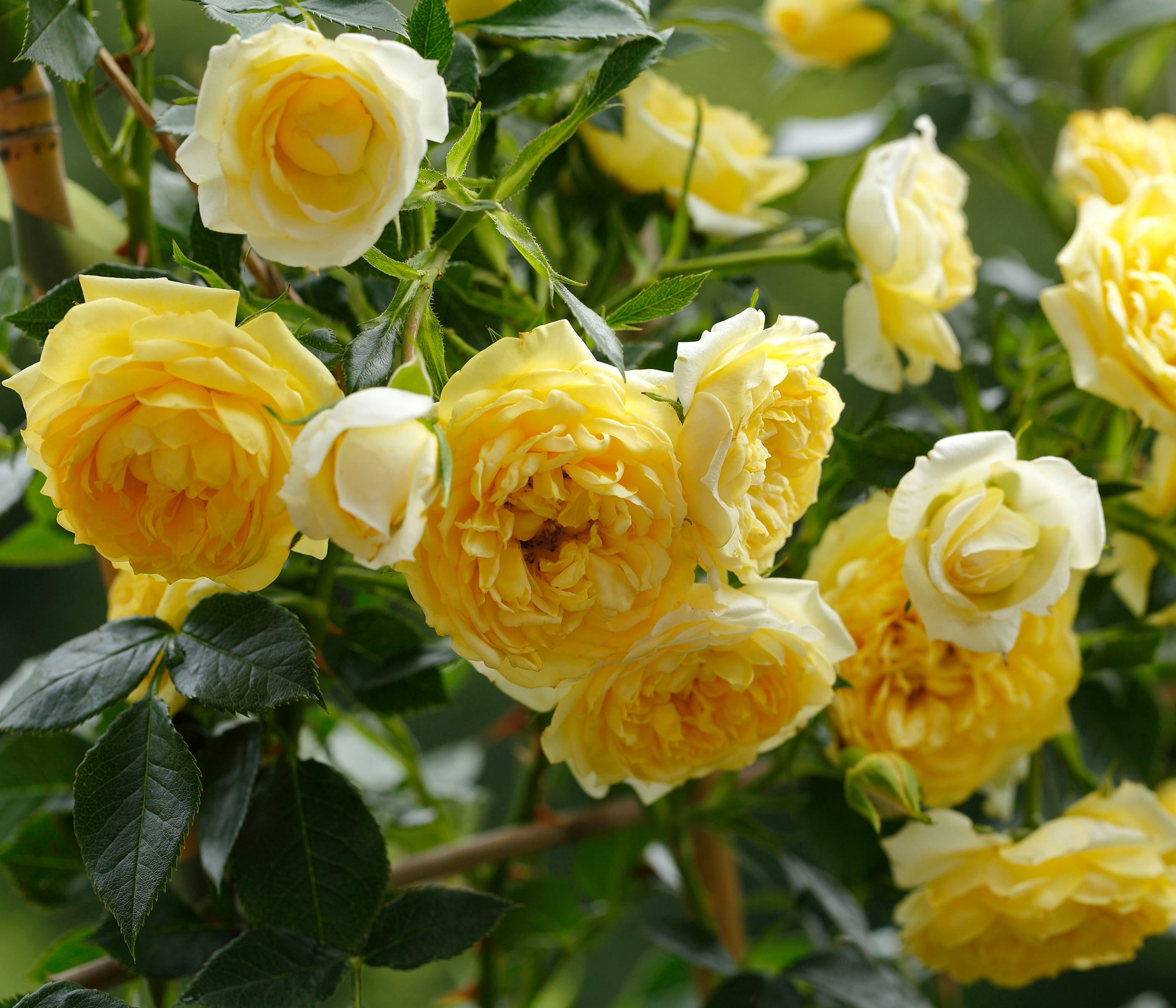 Dehner Rose Zwerg-Kletterrose Starlet® Elida®, gelb-farbene Blüten, 60-80 cm, Züchter Tantau, mit gefüllten und duftenden Blüten