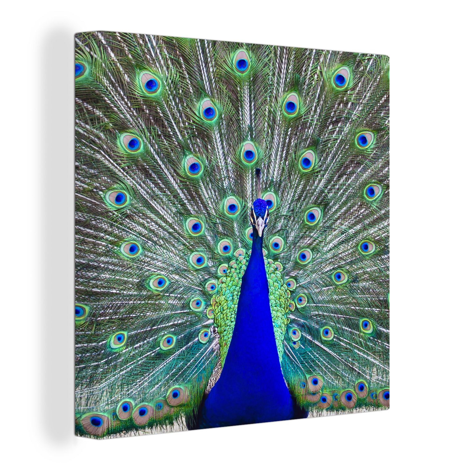 OneMillionCanvasses® Leinwandbild Pfau - Flügel Wohnzimmer Leinwand St), für Schwanz, (1 Schlafzimmer Bilder 