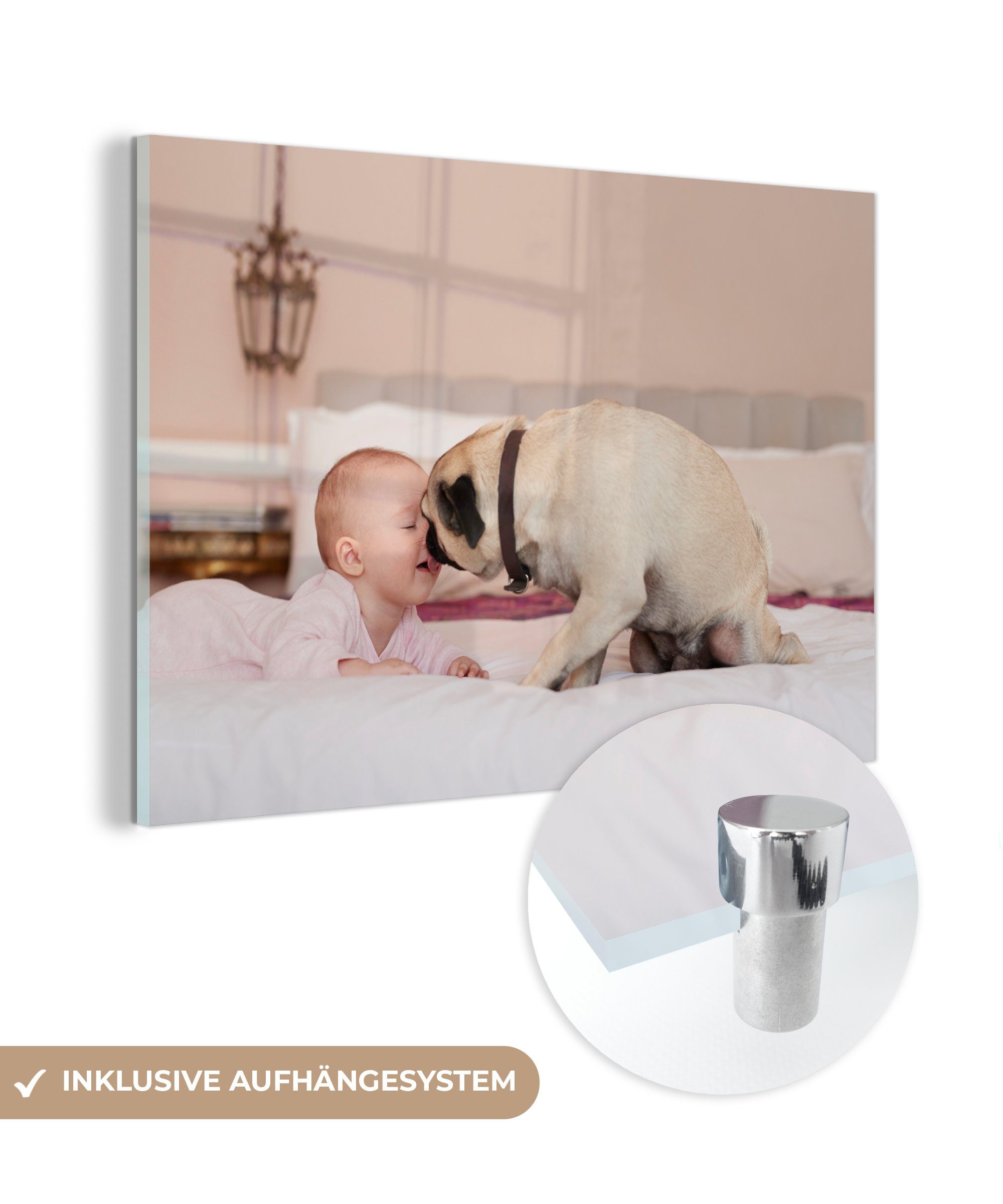 (1 leckt Wohnzimmer Acrylglasbilder & mit Baby Schlafzimmer Hund Acrylglasbild Gesicht, St), MuchoWow