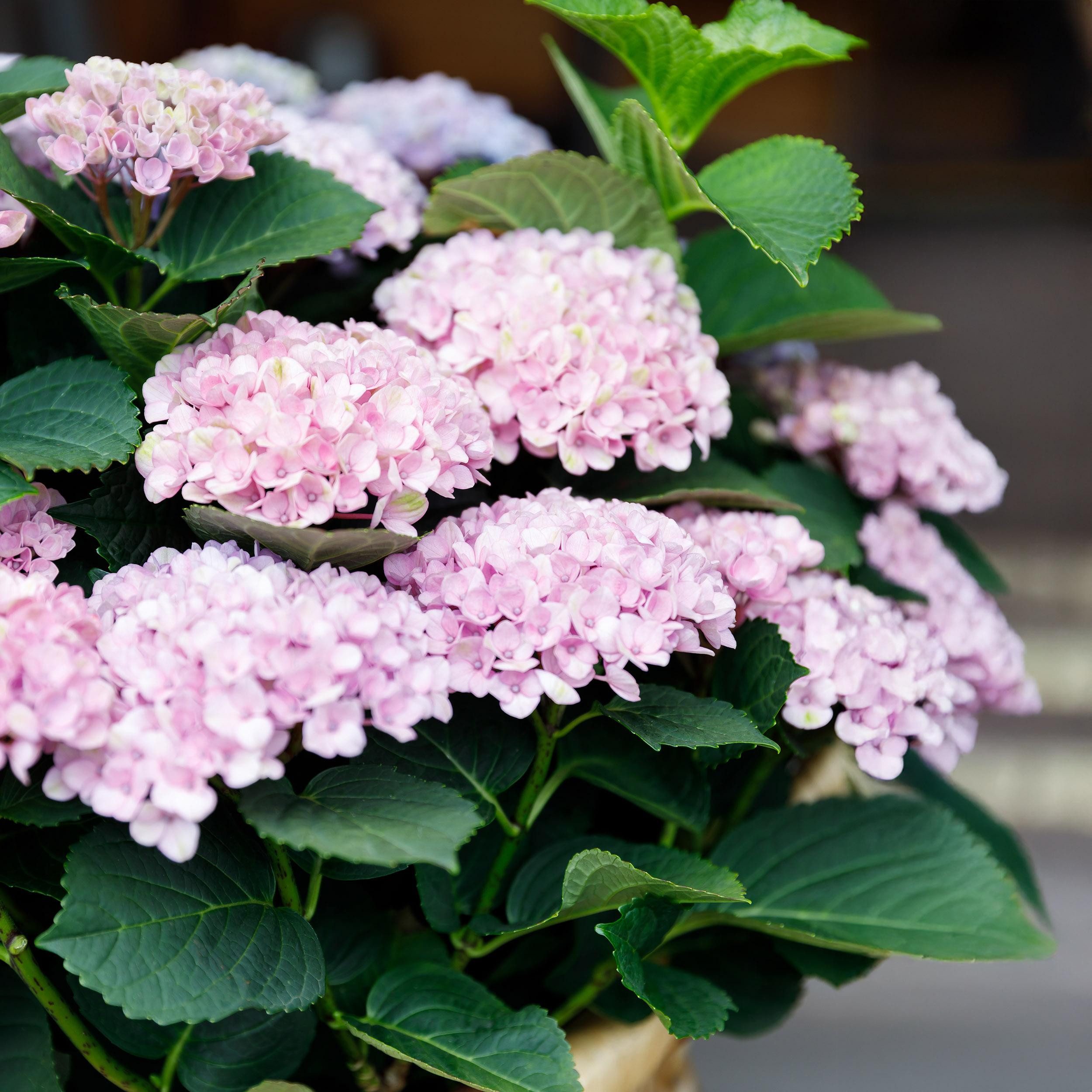 Exotenherz Beetpflanze Exotenherz - Hortensia - Hydrangea Magical Revolution Pink - 23cm Topf