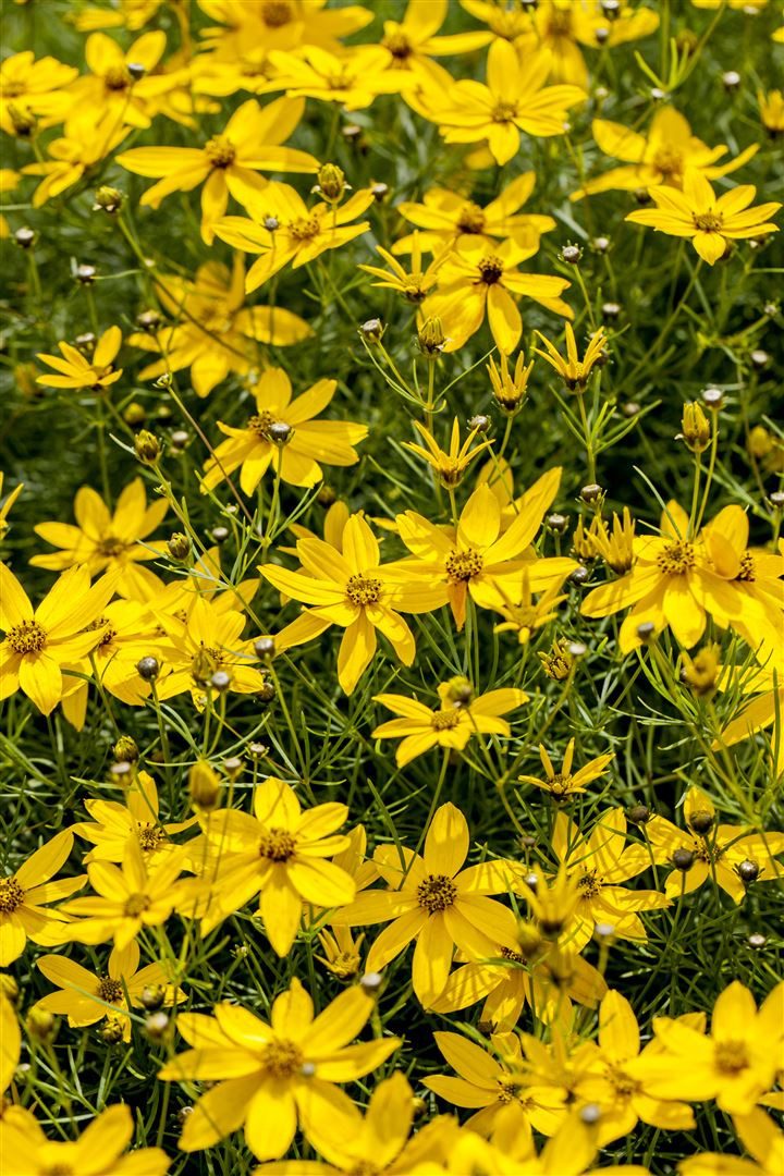 Pflanzen für Dich Staude Coreopsis vert. Zagreb, 1 St., Mädchenauge, Quirlblättriges Mädchenauge