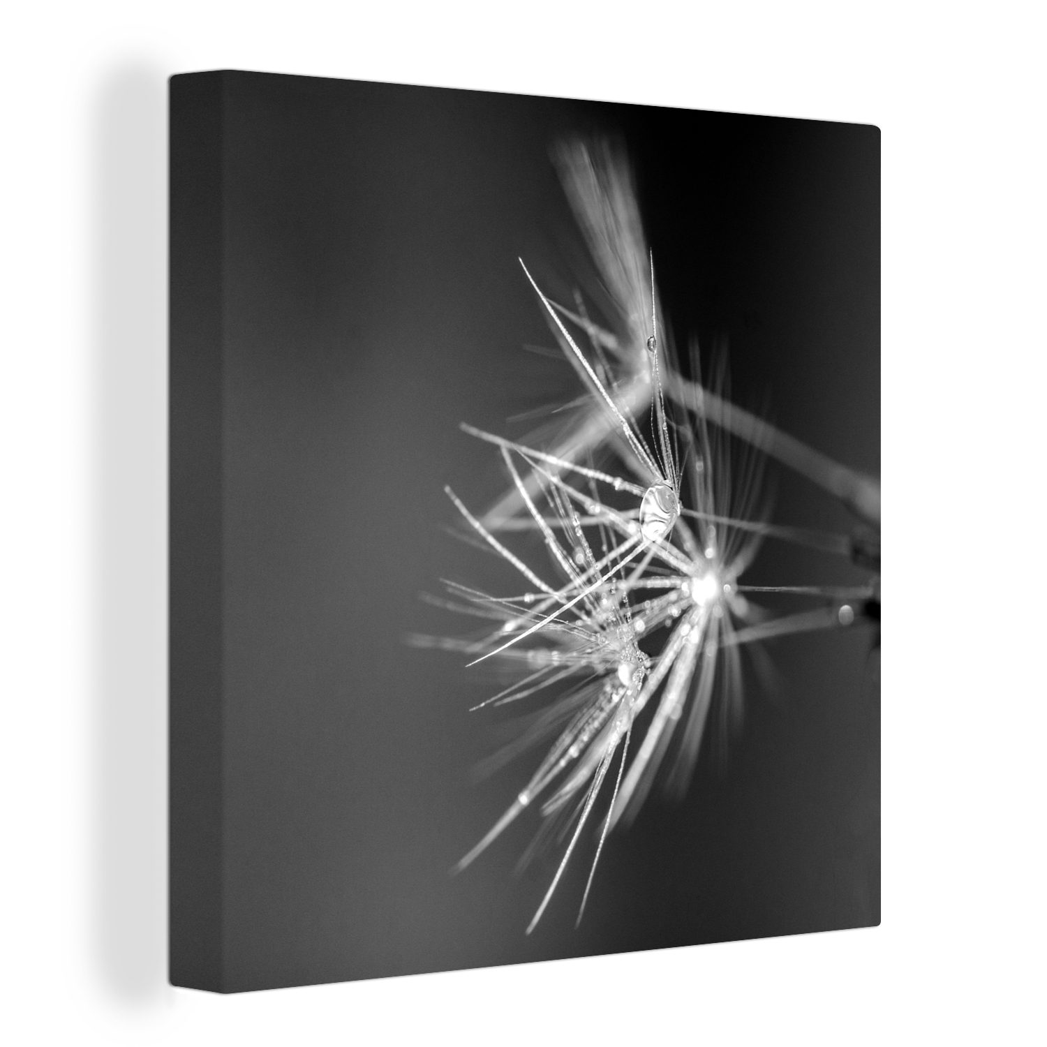 OneMillionCanvasses® Leinwandbild Löwenzahnsamen mit frühem Tau bedeckt - schwarz und weiß, (1 St), Leinwand Bilder für Wohnzimmer Schlafzimmer