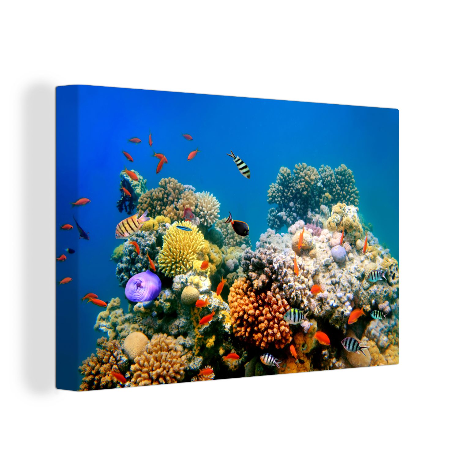 OneMillionCanvasses® Leinwandbild Tropisch - Fische - günstig online kaufen