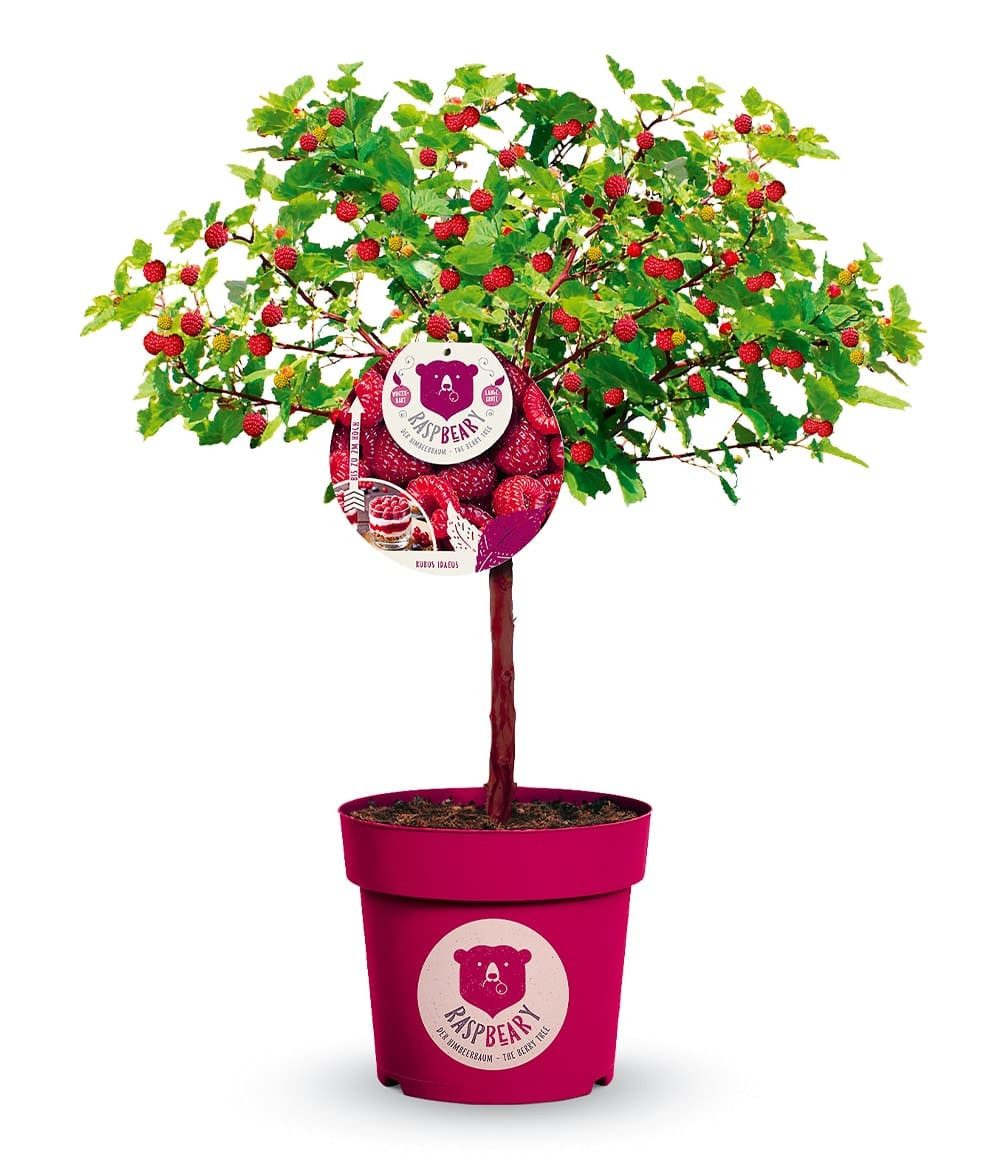 BALDUR Garten Obstpflanze Himbeer-Baum Raspbeary® Himbeere mit Stamm & Krone, 1 St., Neuzüchtung, winterhart, mehrjährig, pflegeleicht