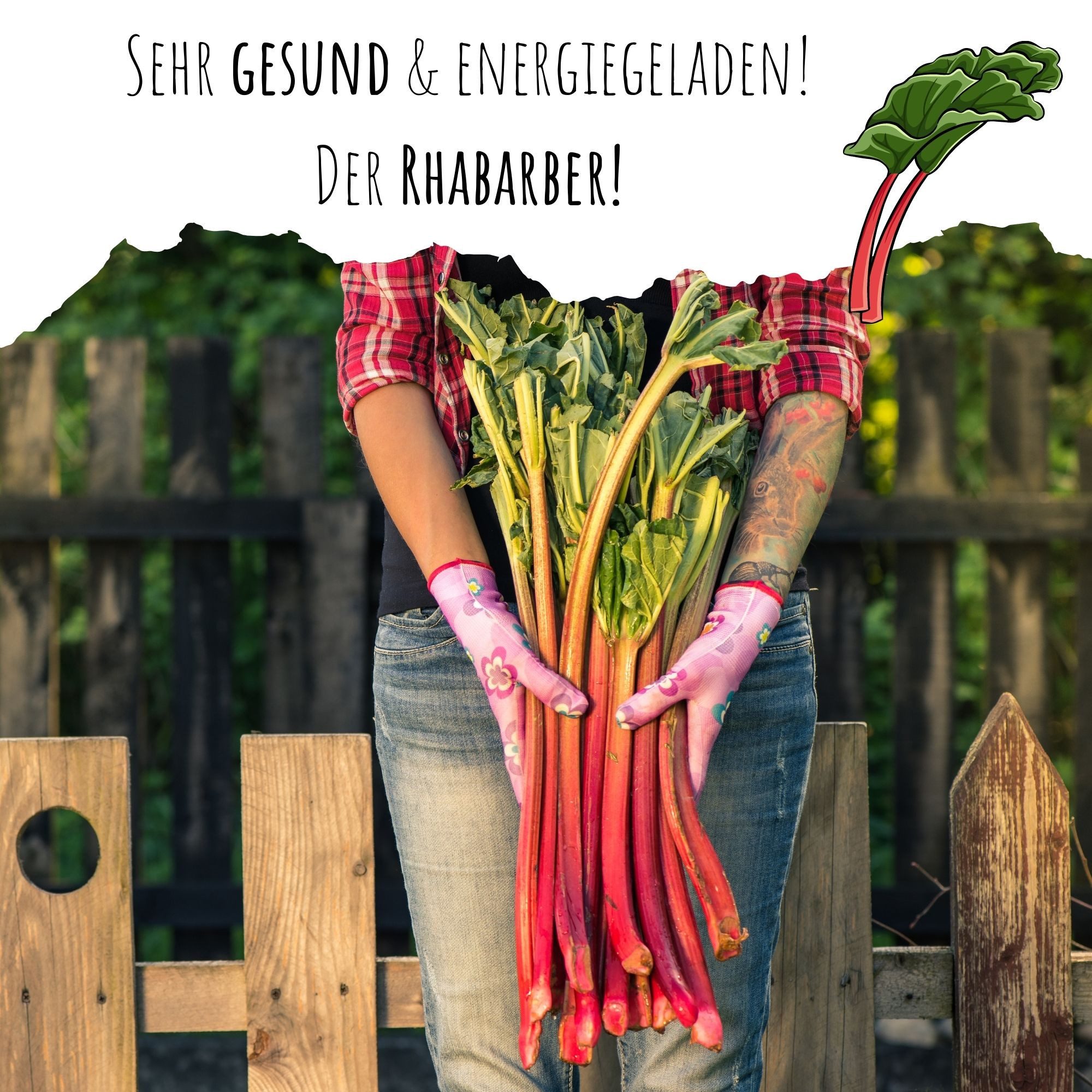 HappySeed Blumensamen Roter Rhabarber Samen - Rheum rhabarbarum, Blumen – Bild 3 von 5
