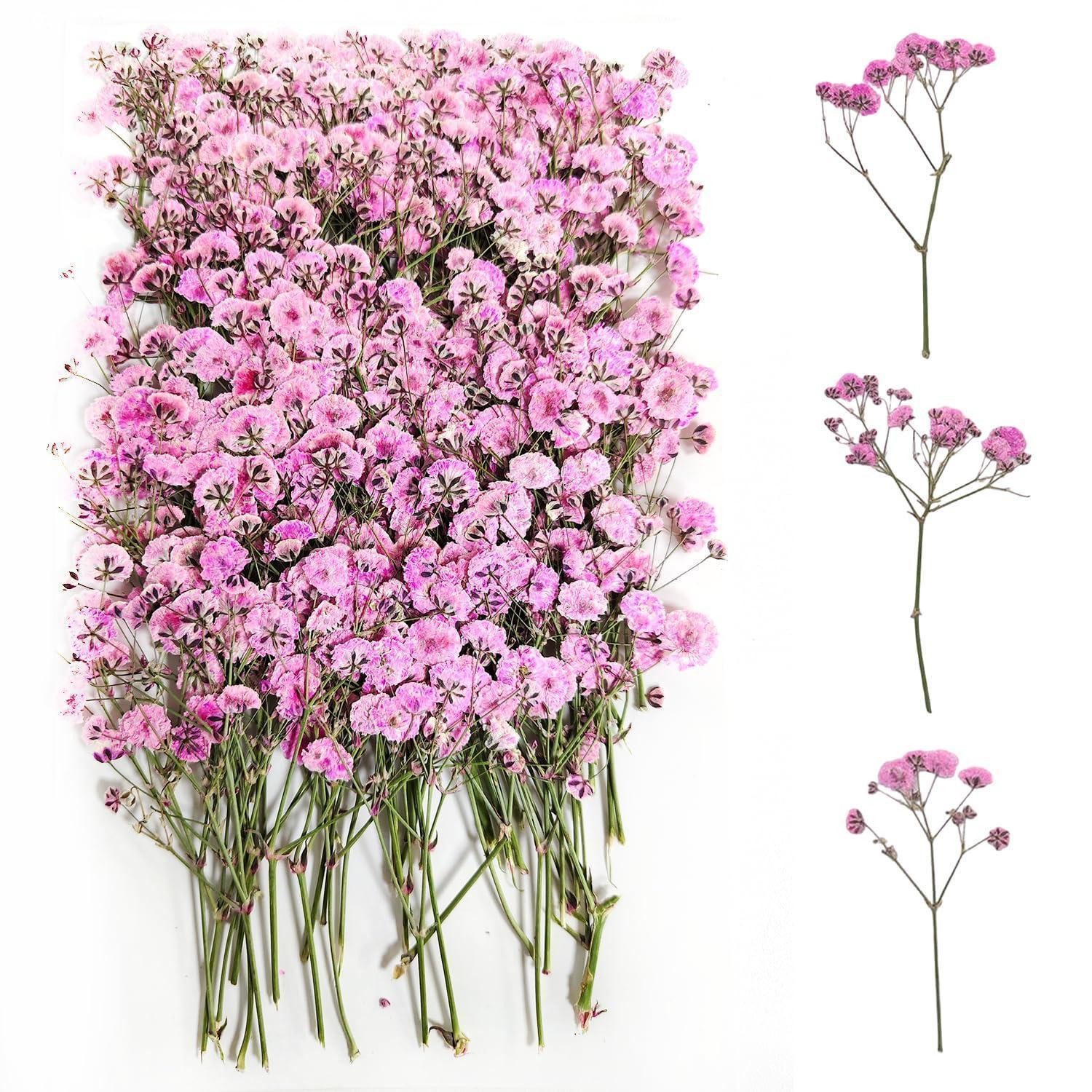 Trockenblume 100Stk Gepresste Blumen Schleierkraut Rosa, LuxusKollektion, Höhe 1 cm