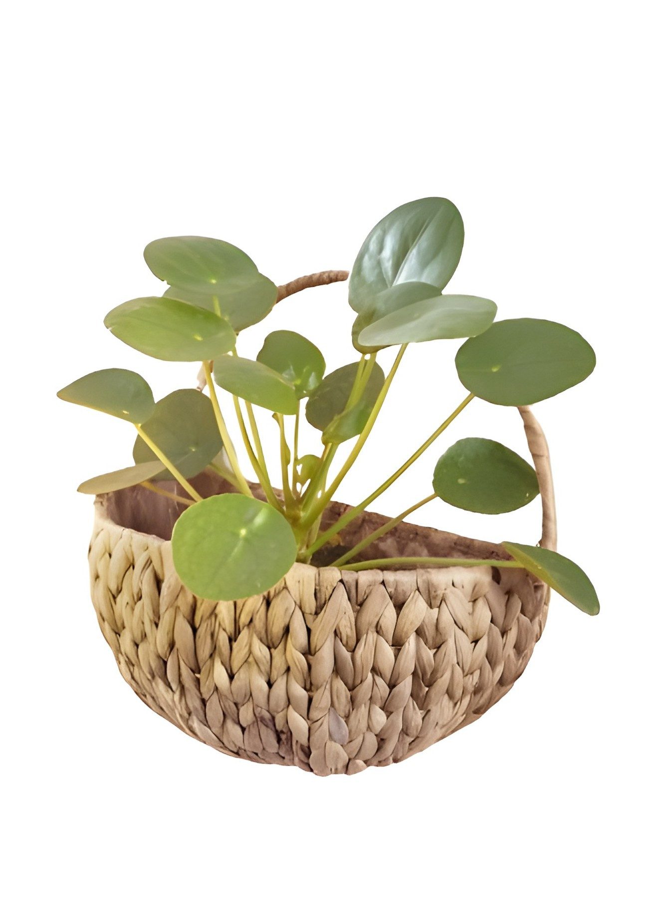 Dekoleidenschaft Pflanzschale Wandpflanzer aus Wasserhyazinthe, natur, günstig online kaufen