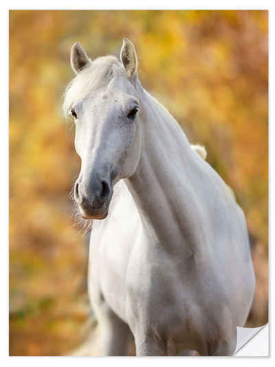 Posterlounge Wandfolie Editors Choice, Weißes Pferd im Herbstlaub, Fotografie