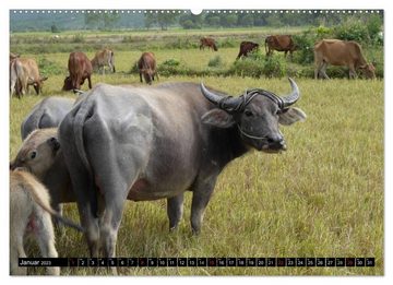CALVENDO Wandkalender Kühe mit Hörnern (Premium, hochwertiger DIN A2 Wandkalender 2023, Kunstdruck in Hochglanz)