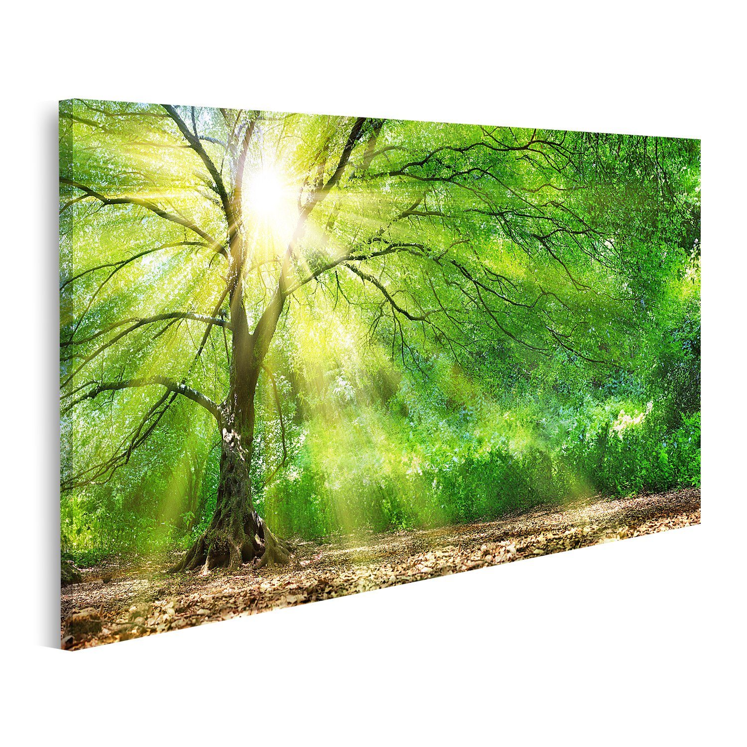 islandburner Leinwandbild Bild auf Leinwand Baum Mit Sonnenschein Im Wilden  Wald Wandbild Leinw