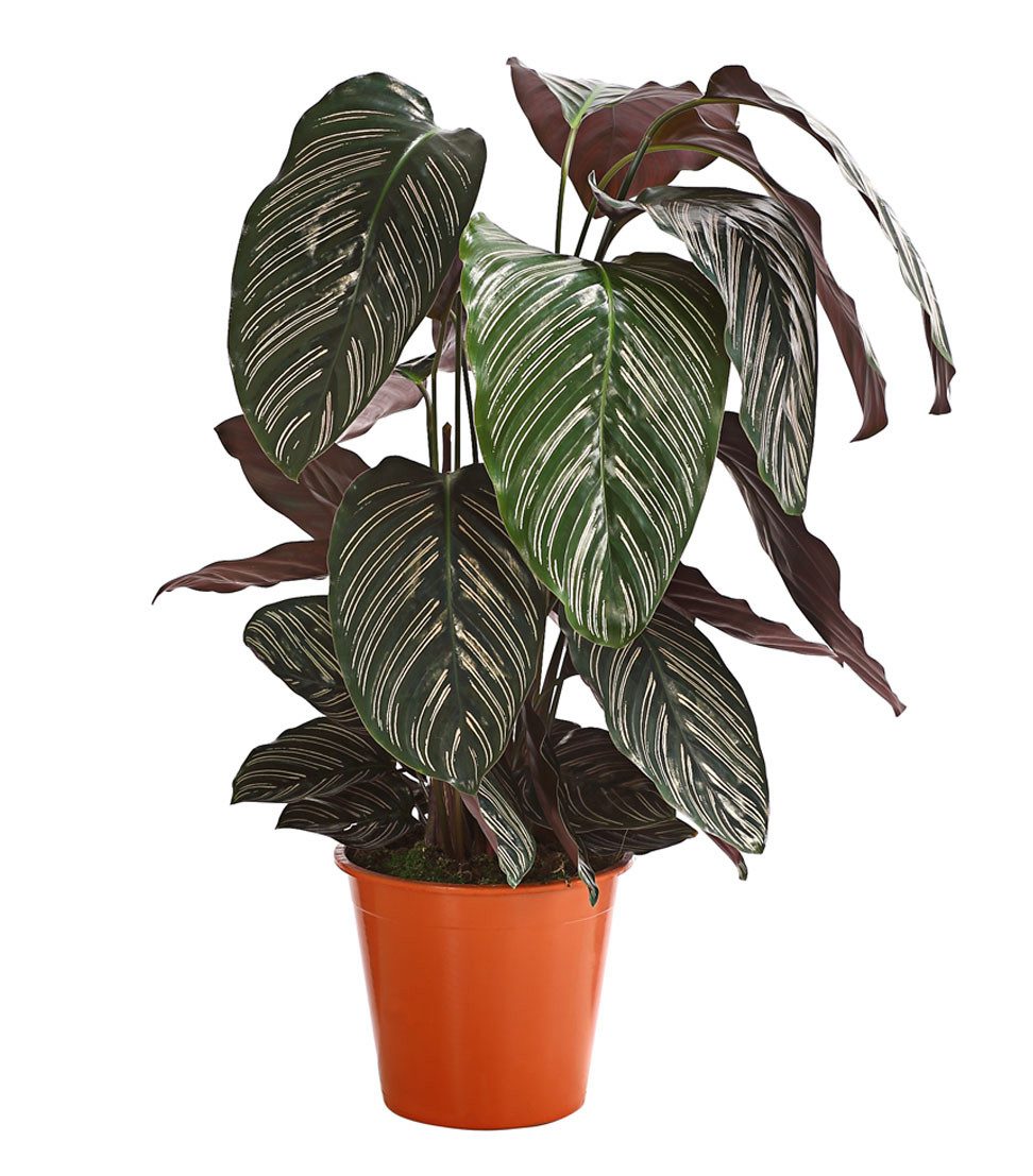 Dehner Zimmerpflanze Korbmarante, Calathea cultivars, im Sorten-Mix, Grünpflanze mit luftreinigenden Eigenschaften