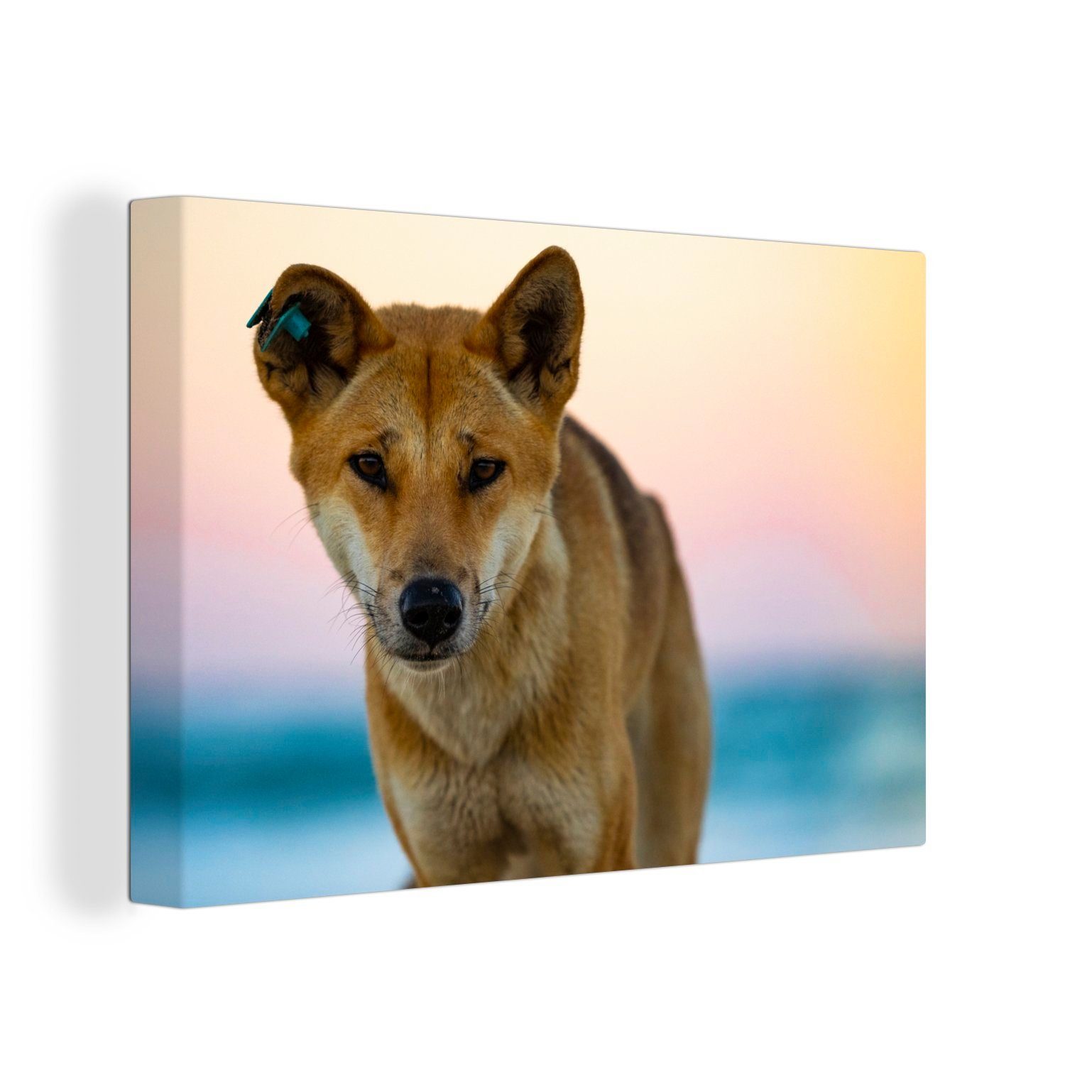 OneMillionCanvasses® Leinwandbild Portraitfoto Dingo-Hund vor verblasstem Hintergrund, (1 St), Wandbild Leinwandbilder, Aufhängefertig, Wanddeko, 30x20 cm