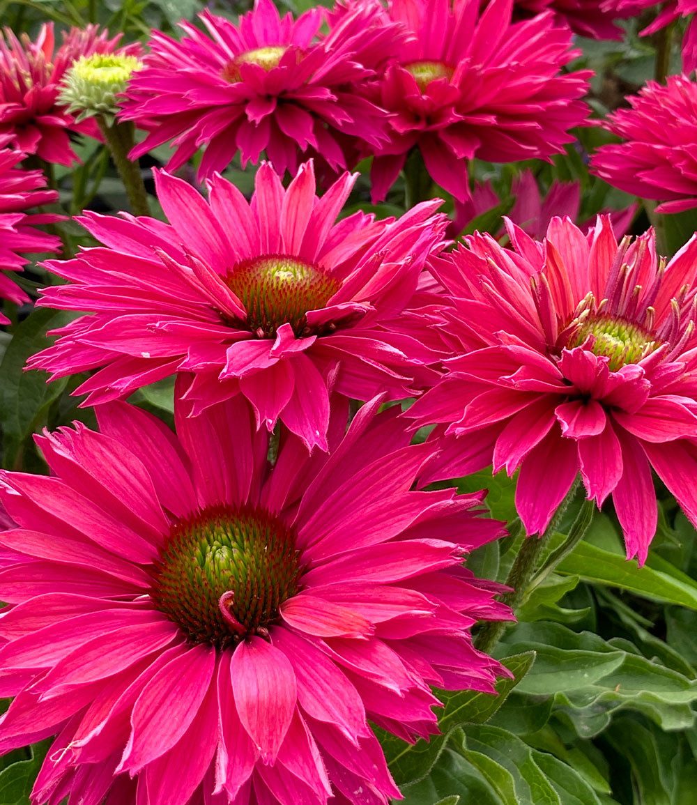BALDUR Garten Staude Echinacea 'SunSeekers® Sweet Fuchsia', 1 St., Halbgefüllte blüten, gefüllte Blüten, winterhart, mehrjährig