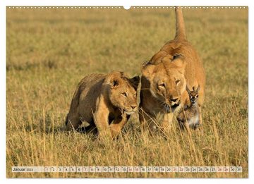 CALVENDO Wandkalender Faszination Afrika: Löwen (Premium, hochwertiger DIN A2 Wandkalender 2023, Kunstdruck in Hochglanz)