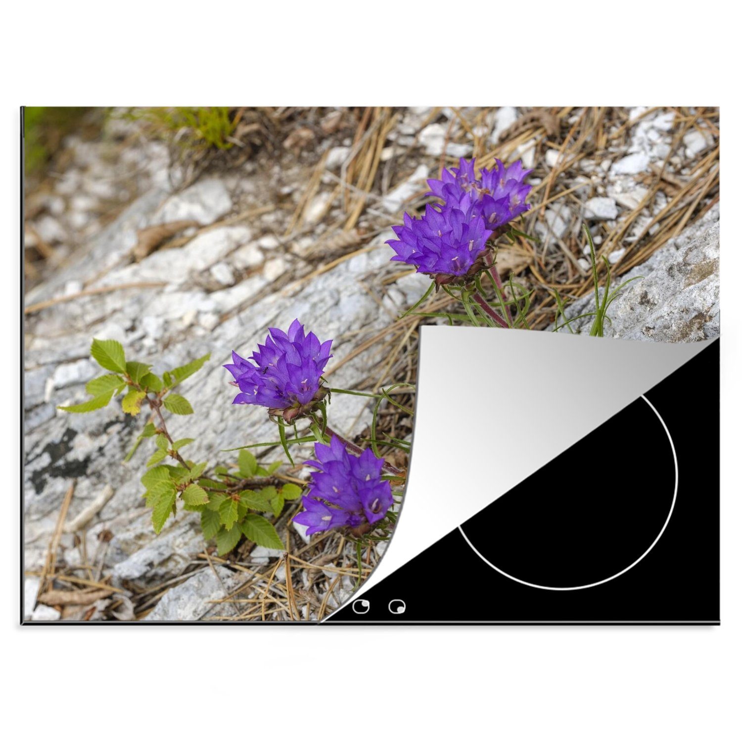 MuchoWow Herdblende-/Abdeckplatte Die violetten Farben der jungen Blumen zwischen den Felsen von Theth, Vinyl, (1 tlg), 70x52 cm, Mobile Arbeitsfläche nutzbar, Ceranfeldabdeckung