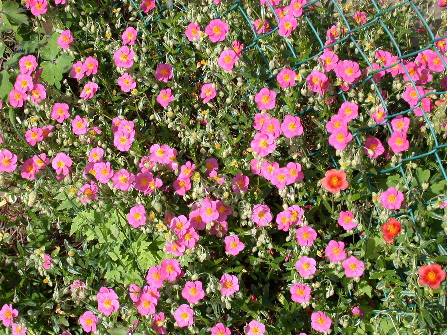 Pflanzen für Dich Staude Helianthemum cult. Lawrensons Pink, 1 St., Sonnenröschen