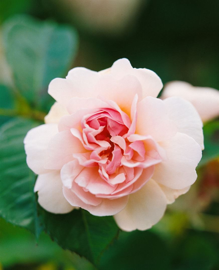 Pflanzen für Dich Rose Rosa Felicia