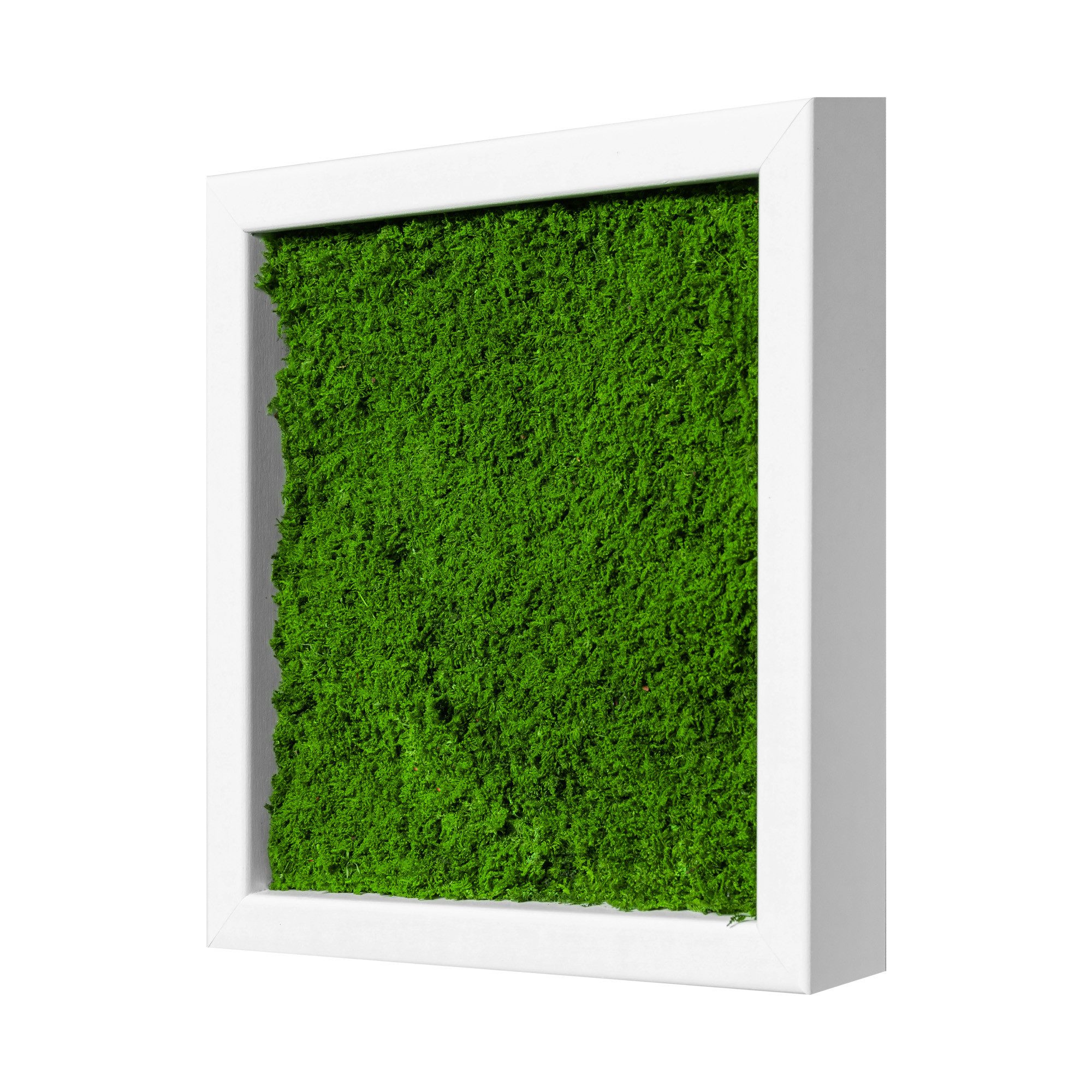 Moosdesign Bild Moos Design, Moosbild in versch. Größen, „Flat Design“ - 100% Flachmoos, Holzrahmen: weiß, 25 x 25 cm